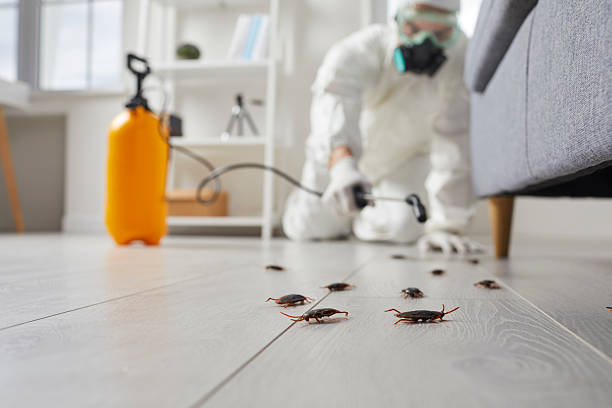 Commercial Rodent Management in East Pepperell
